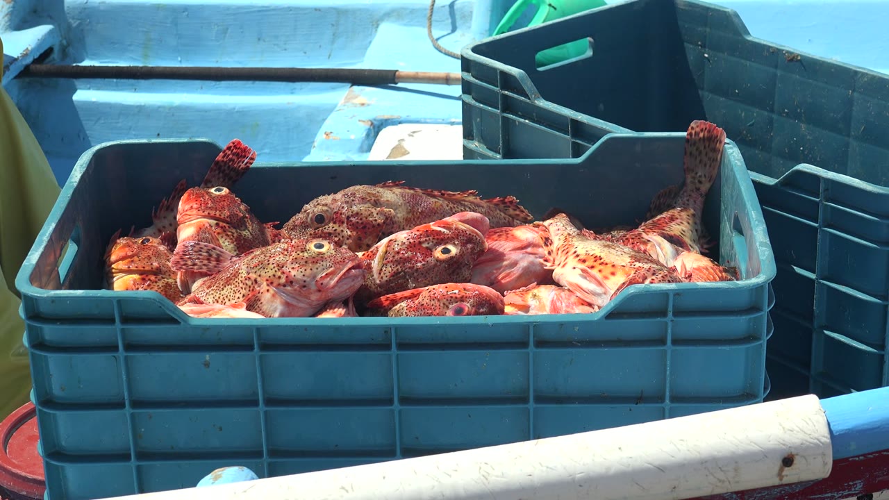 Close view of fish heads in a blue crate.