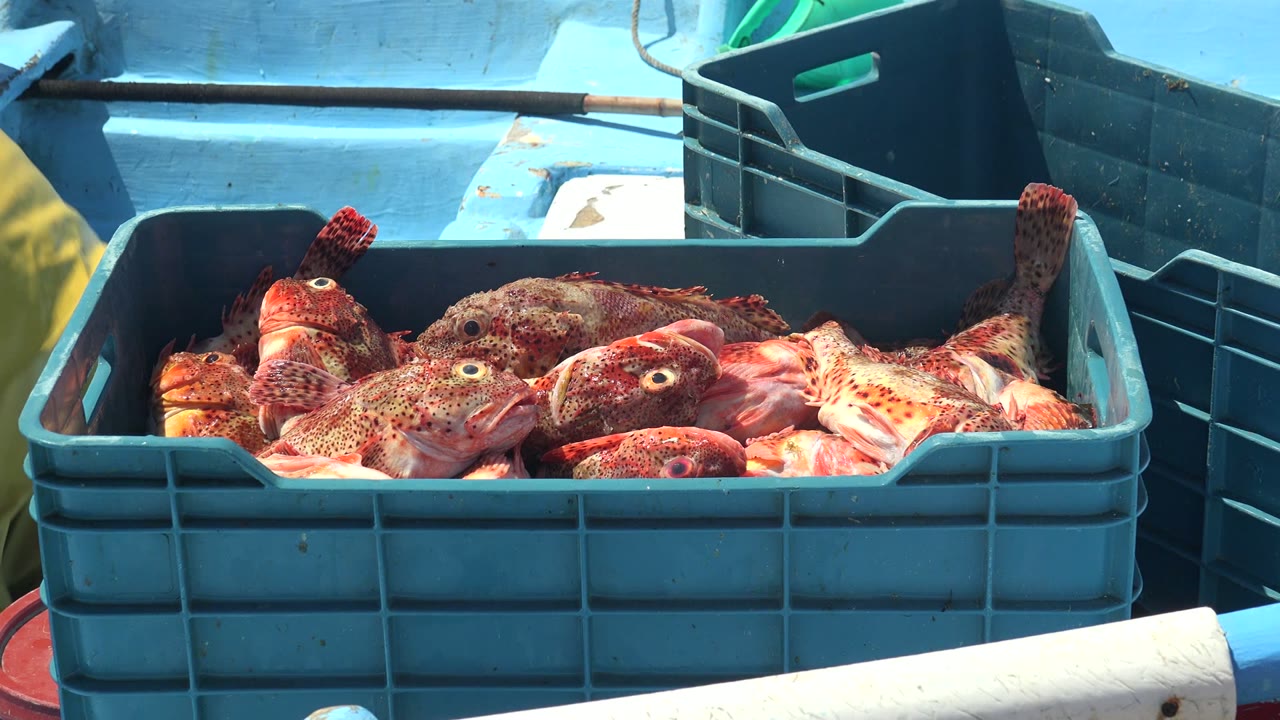 The blue crate remains centered with red spotted fish visible across the top, backed by stacked blue and dark bins in La Bocana, and no visible people.