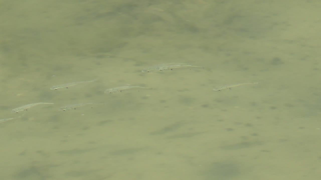 Small fish appear beneath greenish cloudy shallow water in Guerrero Negro, Baja California Sur, with faint bottom marks and no visible people.