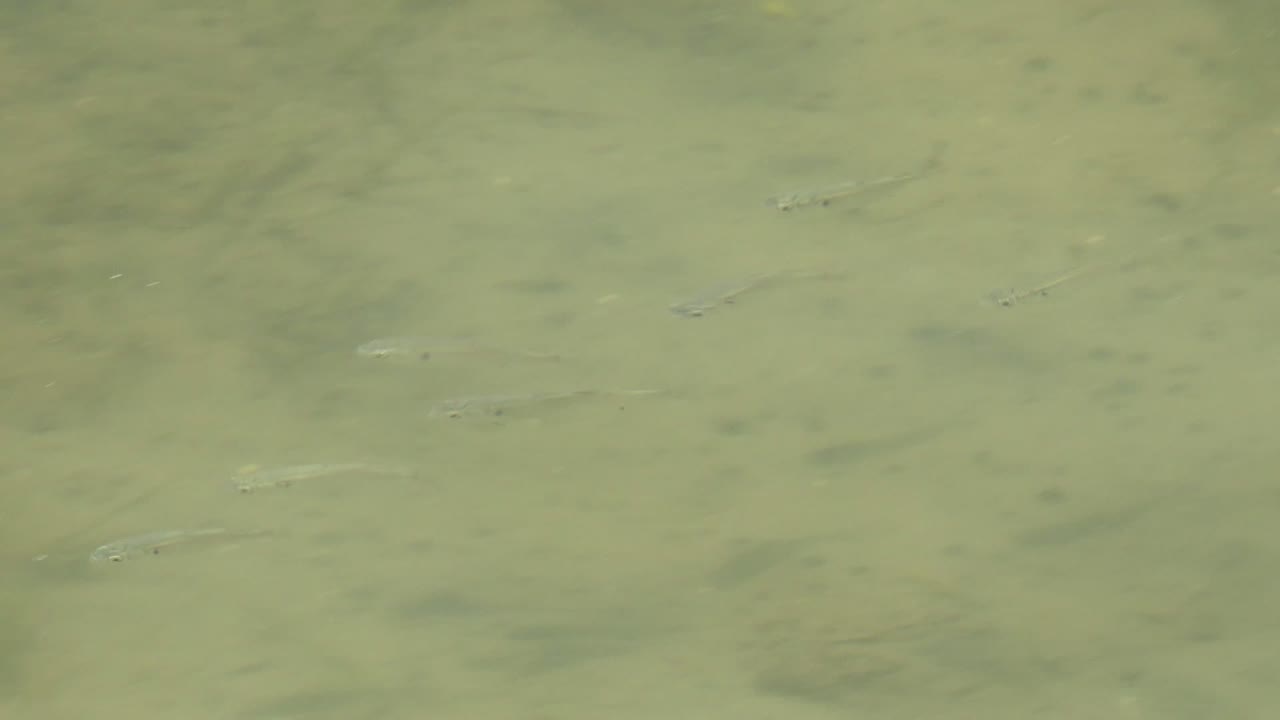 Small fish scattered in murky water