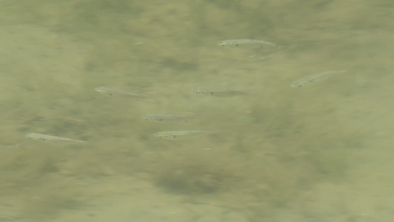 A loose group of small fish crosses shallow greenish water in Guerrero Negro, Baja California Sur, above faint rippled bottom markings and no visible people.