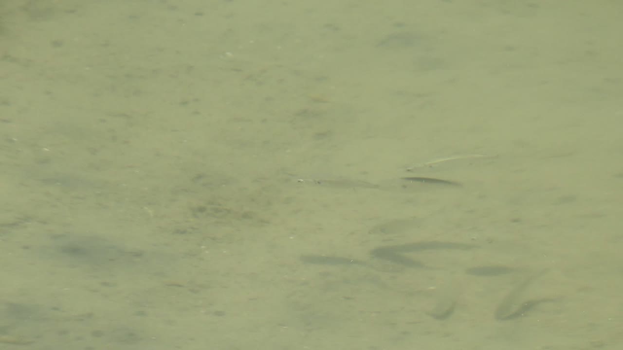 At 0:00, small fish appear as dark shapes under greenish shallow water over a pale sandy seabed in Guerrero Negro, Baja California Sur, with no visible people.