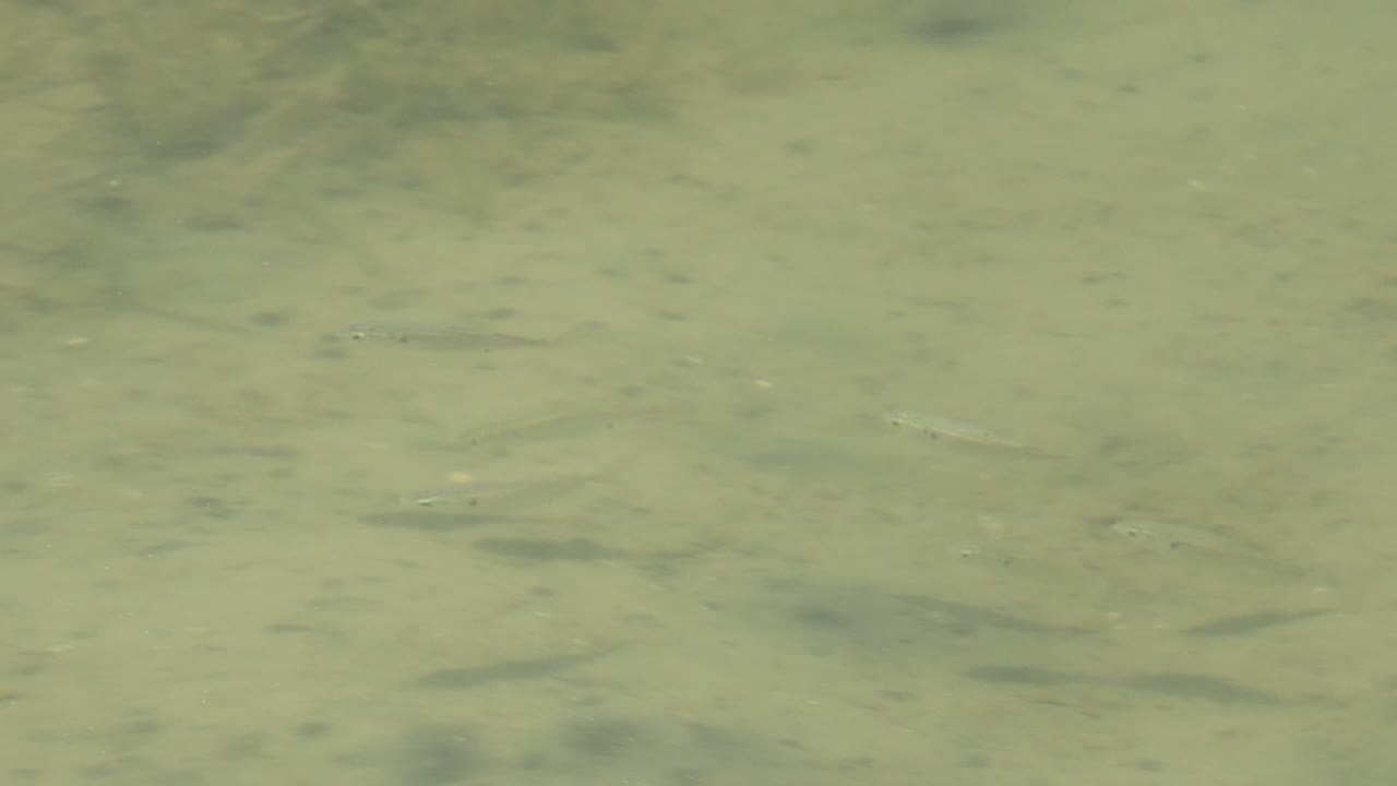 Scattered small fish hover above a pale sandy seabed.