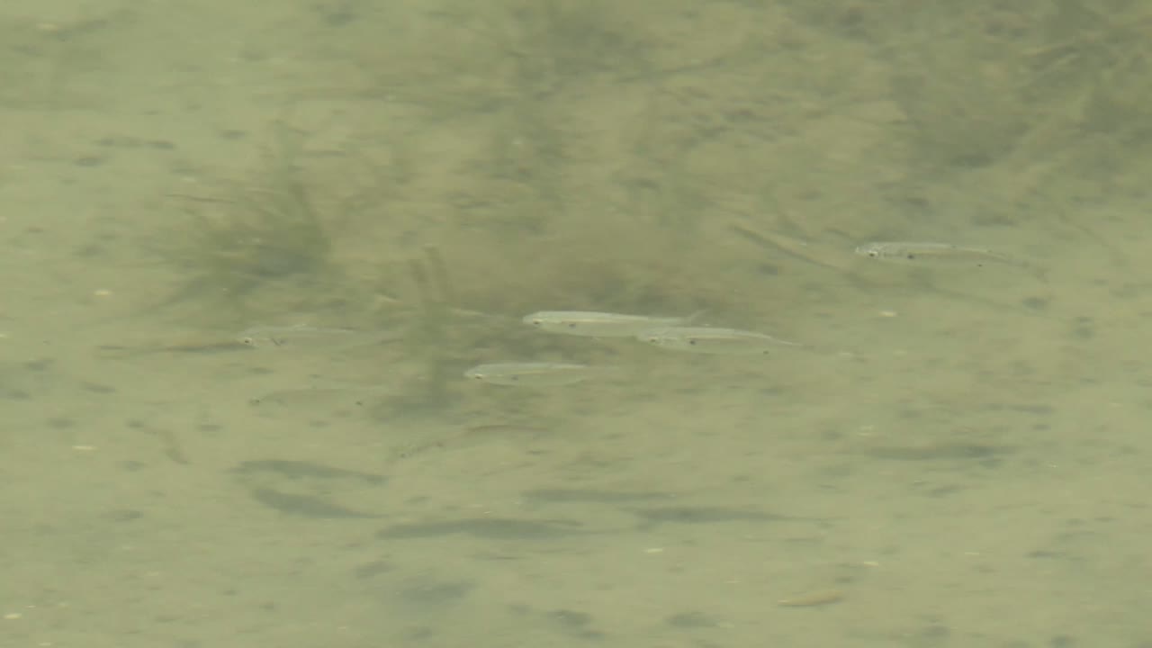At 0:02, dark fish shapes are visible through the greenish water, with soft surface shimmer over the sandy bottom in Guerrero Negro, Baja California Sur, and no visible people.