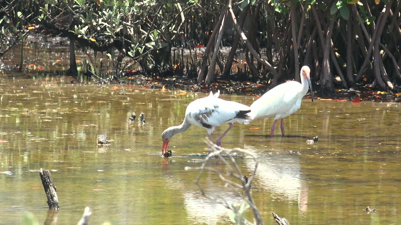 Two white ibises wade in shallow muddy water beside mangrove roots in San Carlos, Baja California Sur, with one bird lowering its bill and no visible people.
