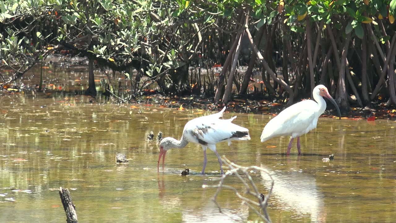 White ibis feeding while another ibis stands nearby in shallow water.