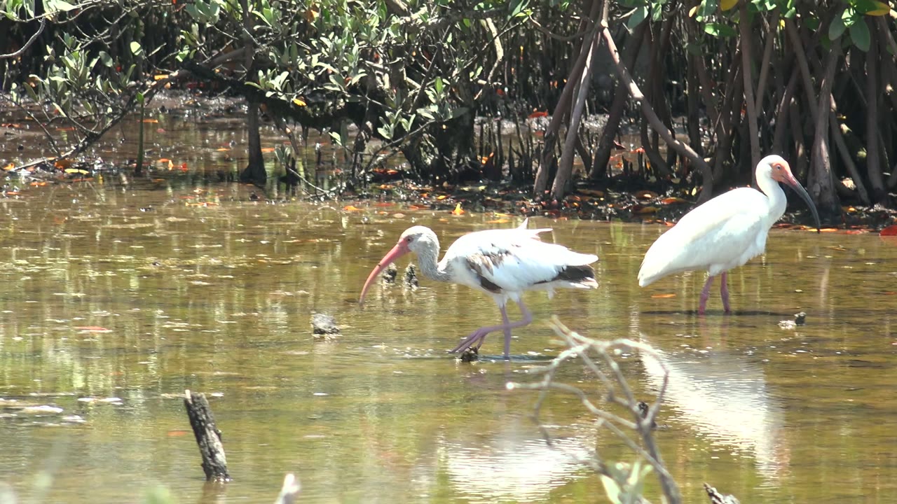 One white ibis steps through the shallow wetland while another remains upright near mangrove roots in San Carlos, Baja California Sur, with reflected light on the water and no visible people.