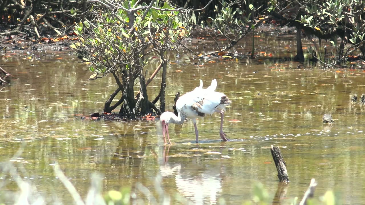 A white ibis wades left of center through shallow brown-green mangrove water in San Carlos, Baja California Sur, with no visible people.