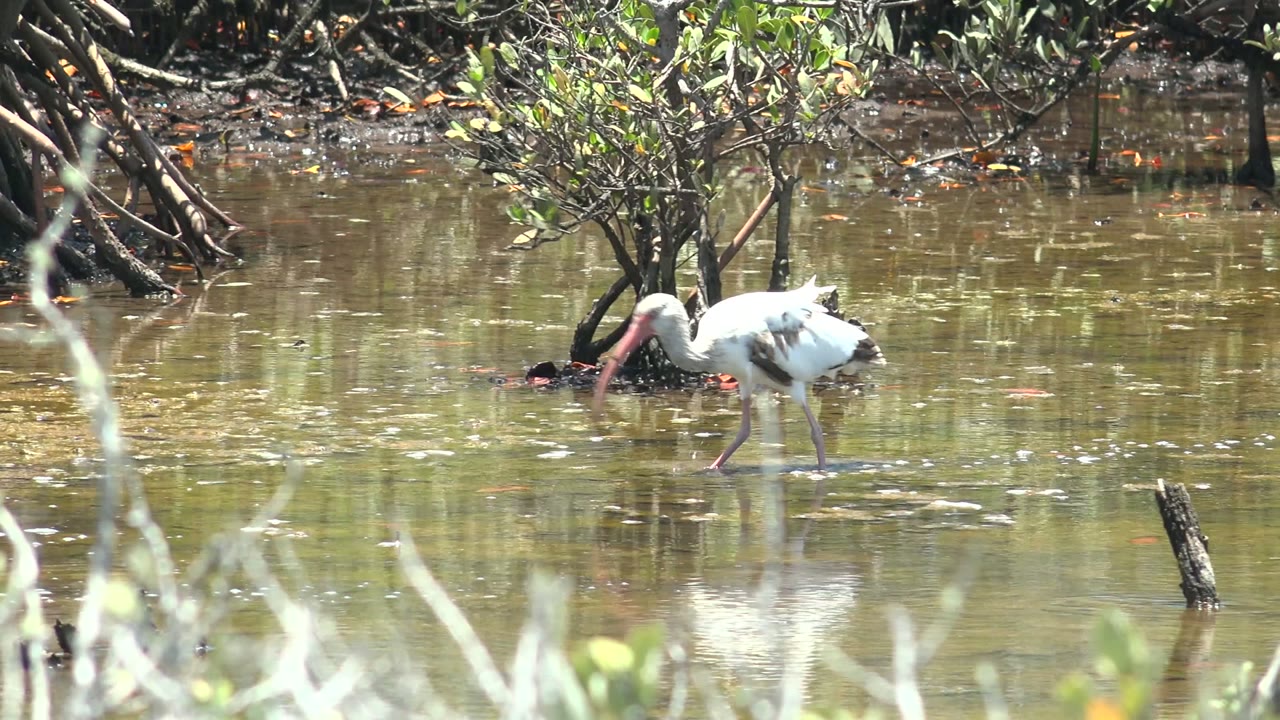 A white ibis stands toward the right side of the frame in reflective mangrove water in San Carlos, Baja California Sur, with no visible people.