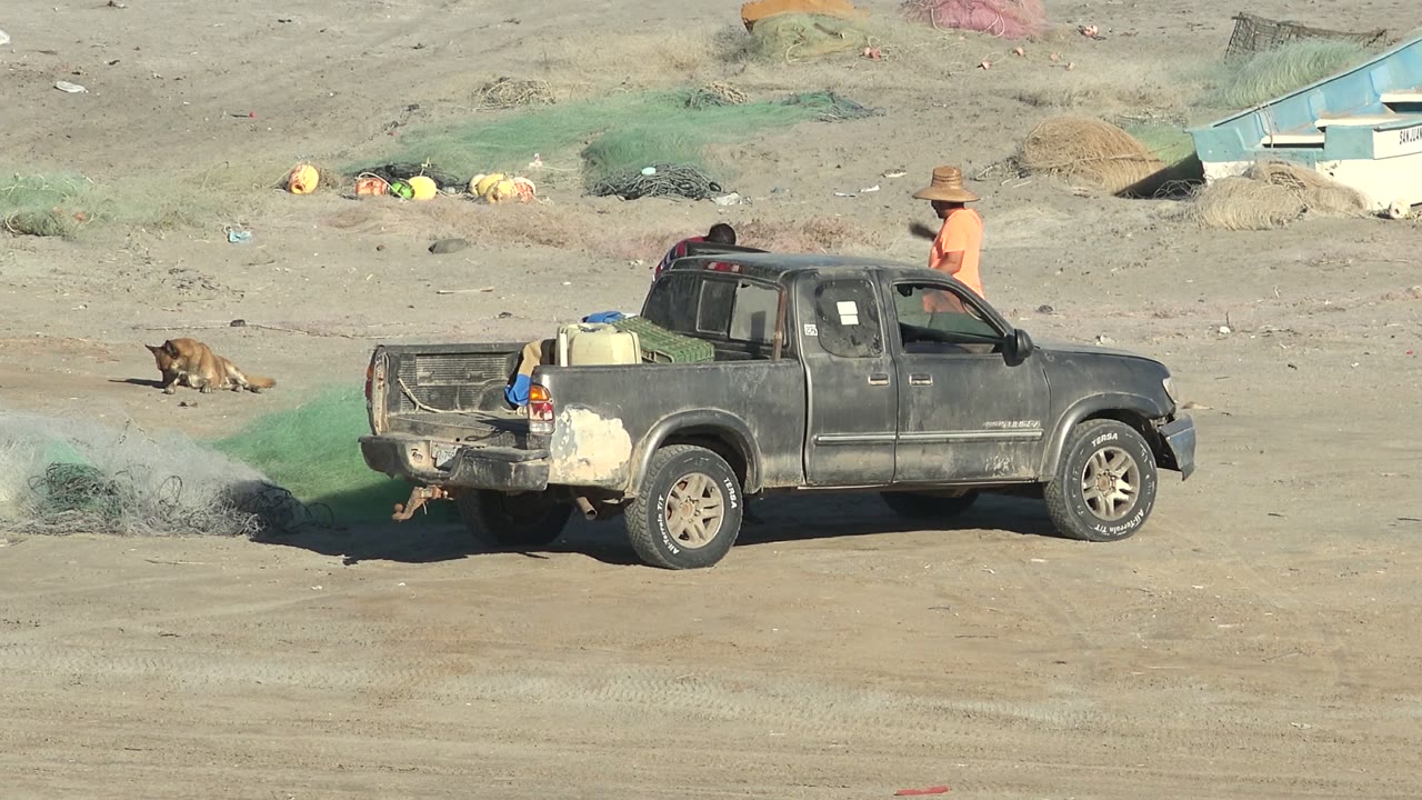Dog on sand beside a parked gray pickup as workers stand near the truck.