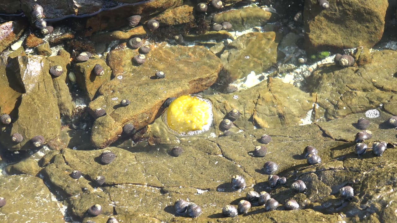 Wide close-up at La Bocana, Baja California Sur showing a yellow sea anemone in a shallow rocky tidal pool, scattered small snails, wet stone, and no visible people.