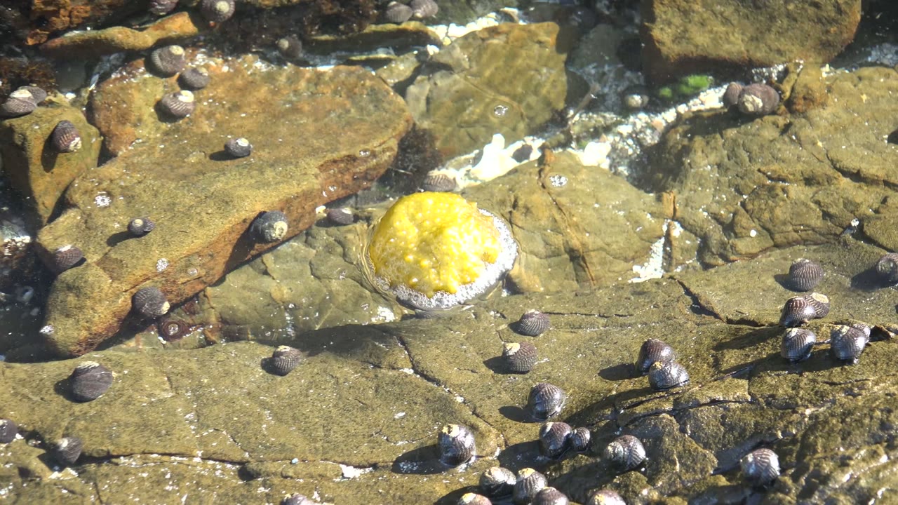 Yellow anemone centered among wet rocks and small shells in a tide pool.
