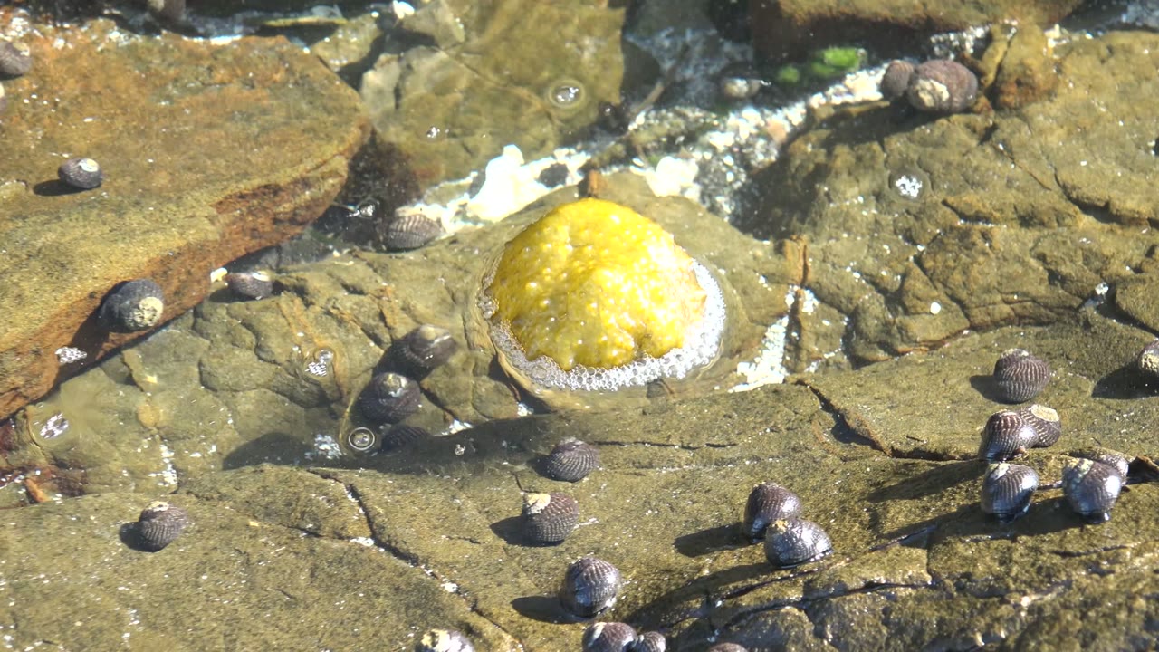 Frame from La Bocana, Baja California Sur showing the yellow sea anemone in a rocky tide pool with bubbles forming around its base and no visible people.