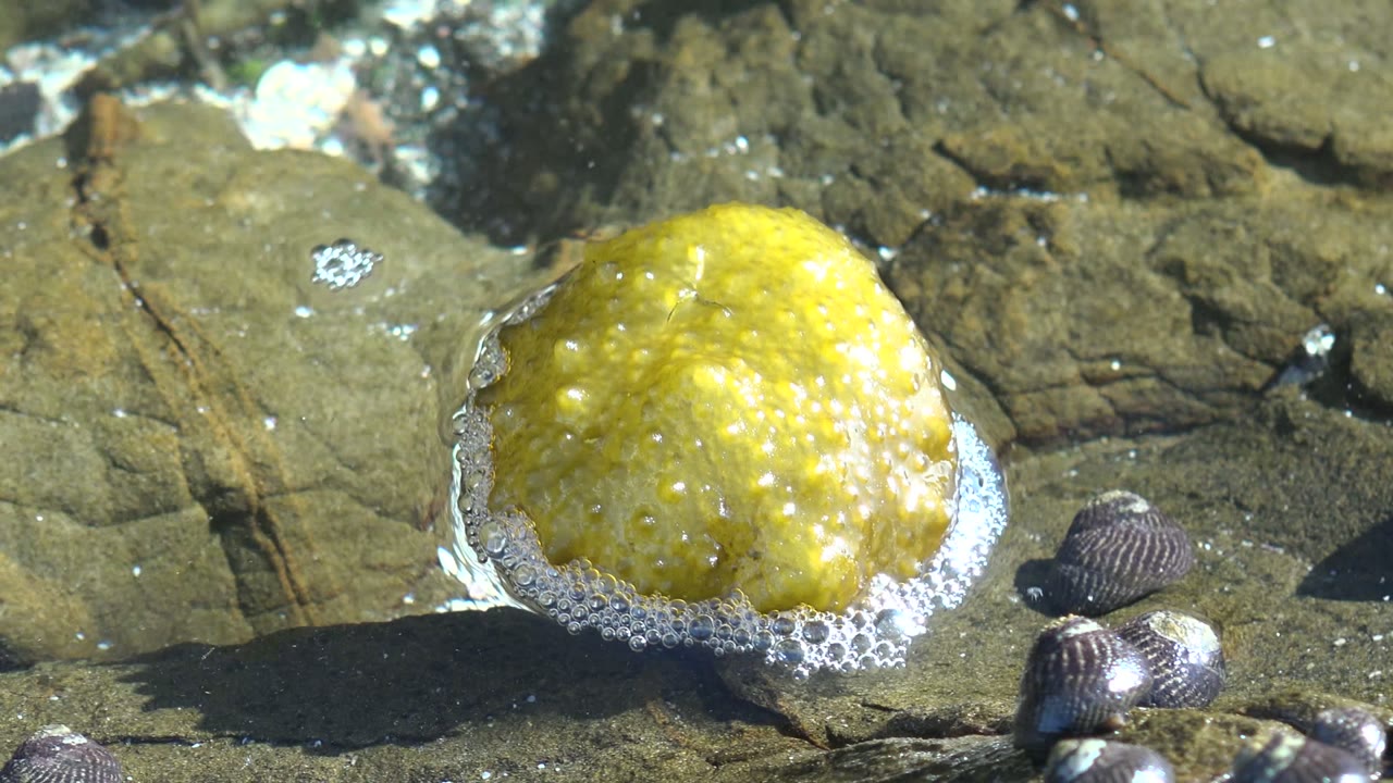 Yellow bumpy marine organism rests in shallow water on a rocky shore in La Bocana, Baja California Sur, with small snails nearby and no visible people.