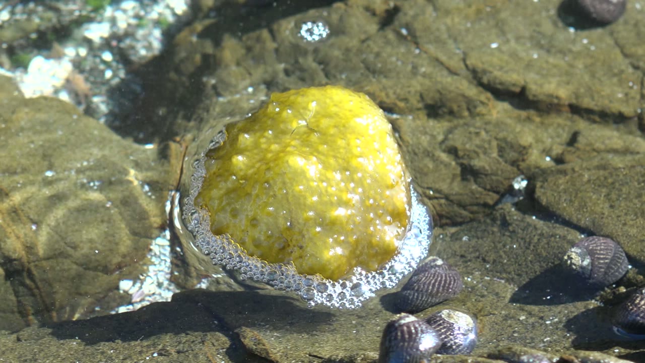 Yellow marine organism partly ringed by foam on shallow rocky water.
