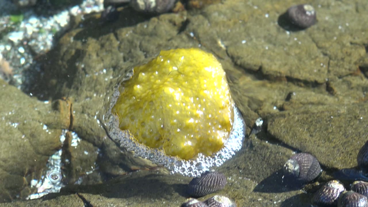 A close view in La Bocana shows the yellow bumpy marine organism on wet rock with dark snails to the right and below, and no visible people.
