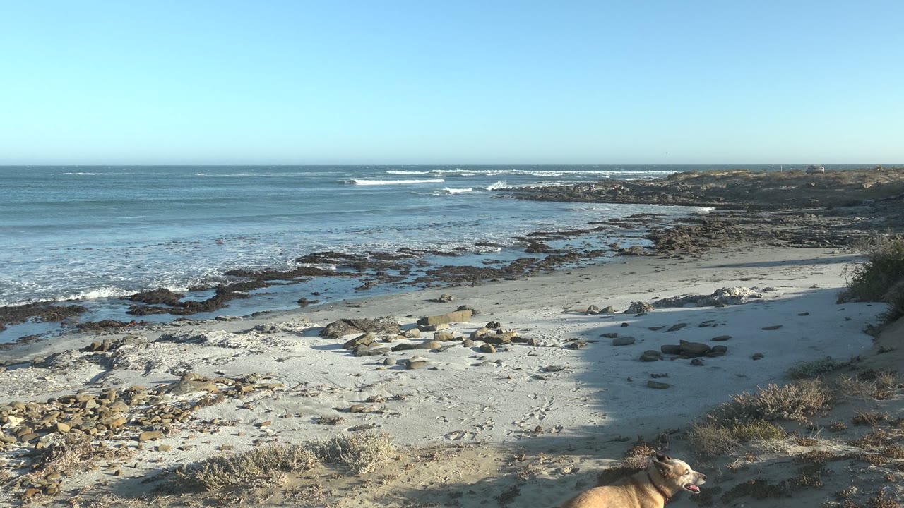 At 0:00 in La Bocana, Baja California Sur, a tan dog appears along the lower edge of a sandy beach frame, with scattered rocks, dark tide flats, rolling ocean waves, clear blue sky, and no visible people.