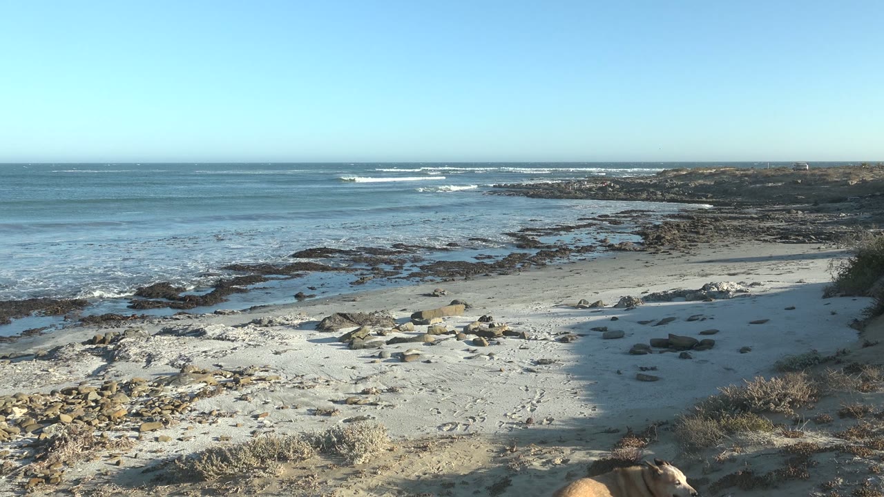 Sandy beach and rocky shoreline with a tan dog partly visible at bottom.