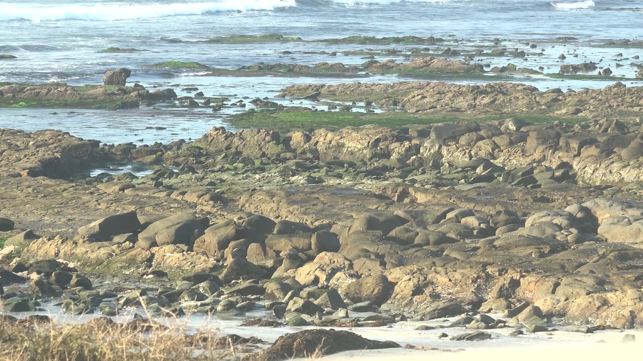 Wide La Bocana shoreline view with blue waves breaking behind algae-covered rocks and no visible people.