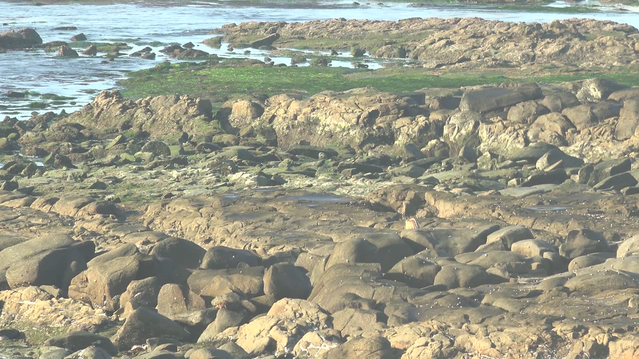 Opening view of the La Bocana rocky shoreline with tan boulders, green algae, shallow blue water, a small bird among the rocks, and no visible people.