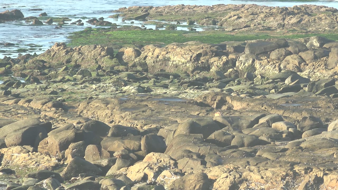 Small bird moving across rocks near shallow coastal water and algae.
