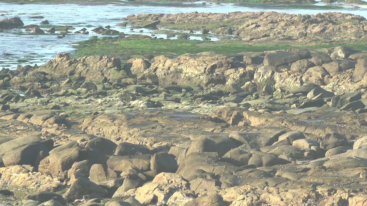 At 0:02, the bird is still within the rocky shoreline scene at La Bocana, with pale sunlit stones, darker wet rocks, green algae patches, and no visible people.