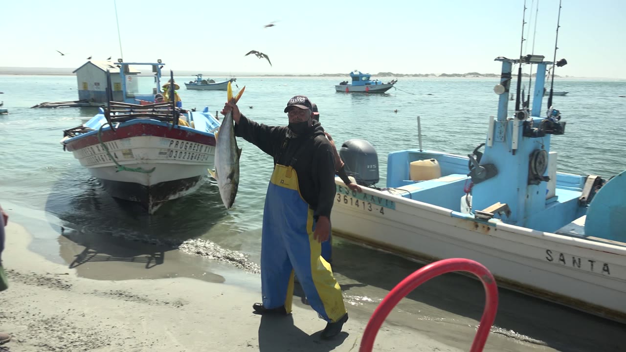 A fisherman holds up a large fish with boats and seagulls behind him.