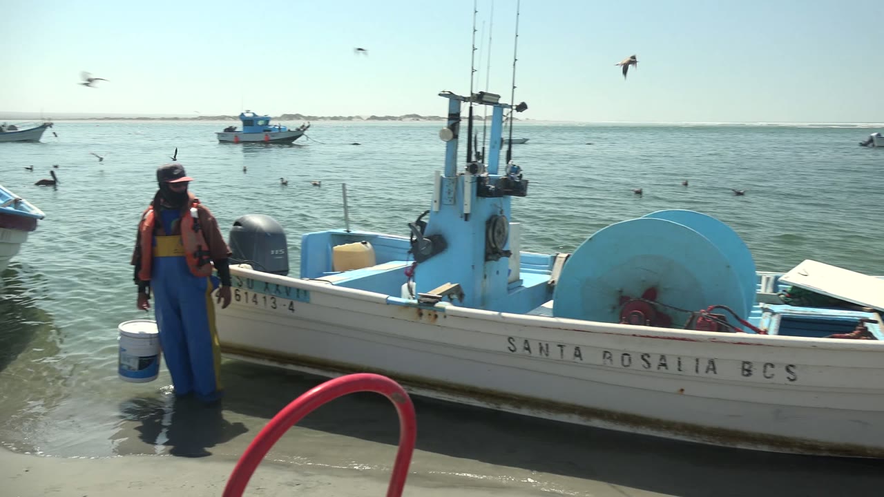 Crew member stands near the side of the fishing boat as birds fly over the water.