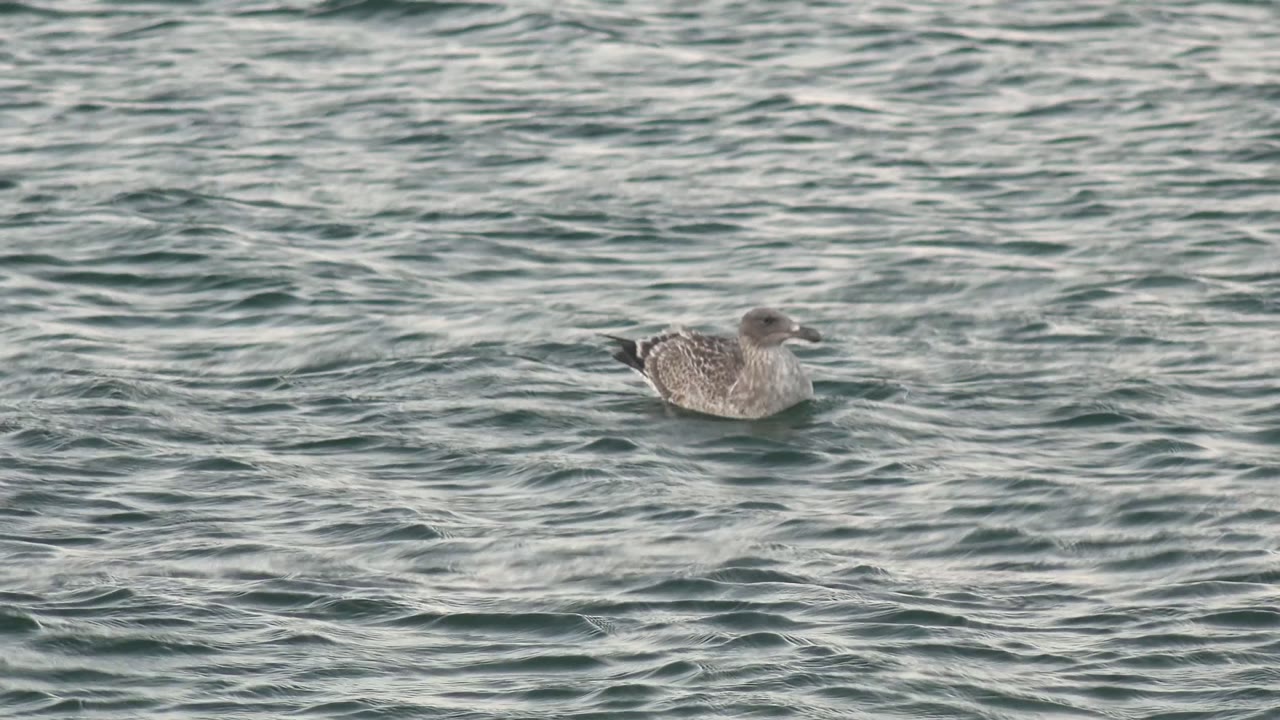 A gray and white seagull floats left of center on rippled water in Bahia De Los Angeles, Mexico, with no visible people.