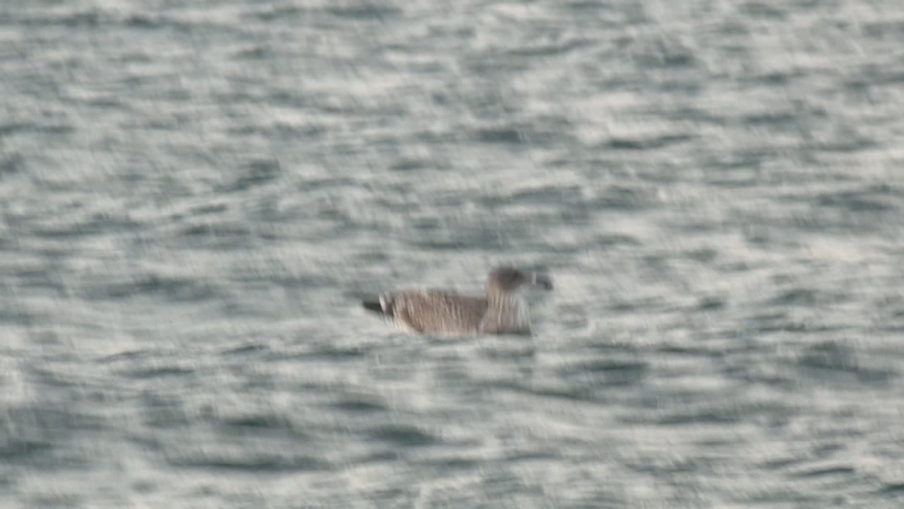 Soft, slightly blurred seagull on open water.