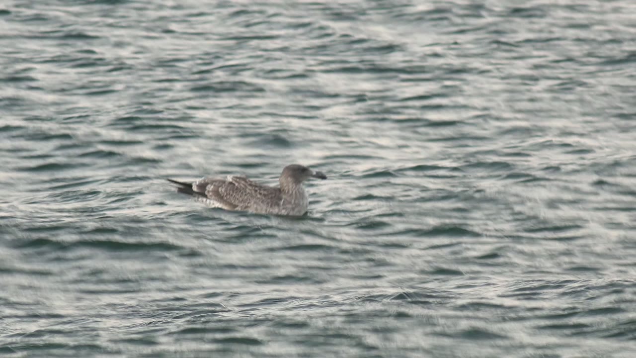 A seagull floats toward the upper right of the frame on blue gray rippled water in Bahia De Los Angeles, Mexico, with no visible people.