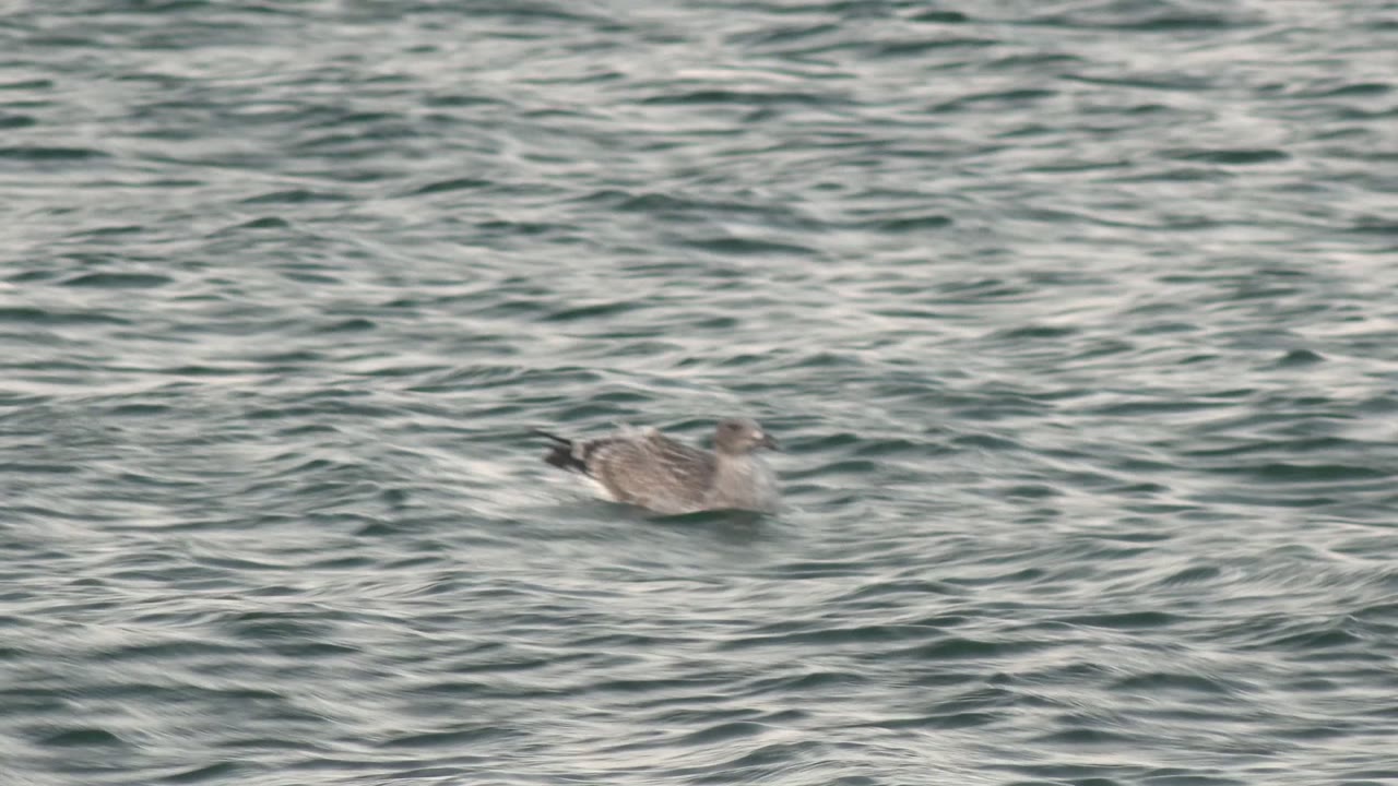 A gray and white seagull floats left of center on rippled water in Bahia De Los Angeles, Mexico, with no visible people.