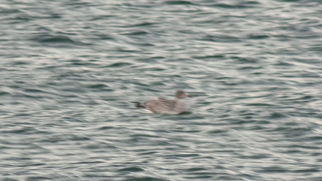 Seagull drifting on dark green-blue water.