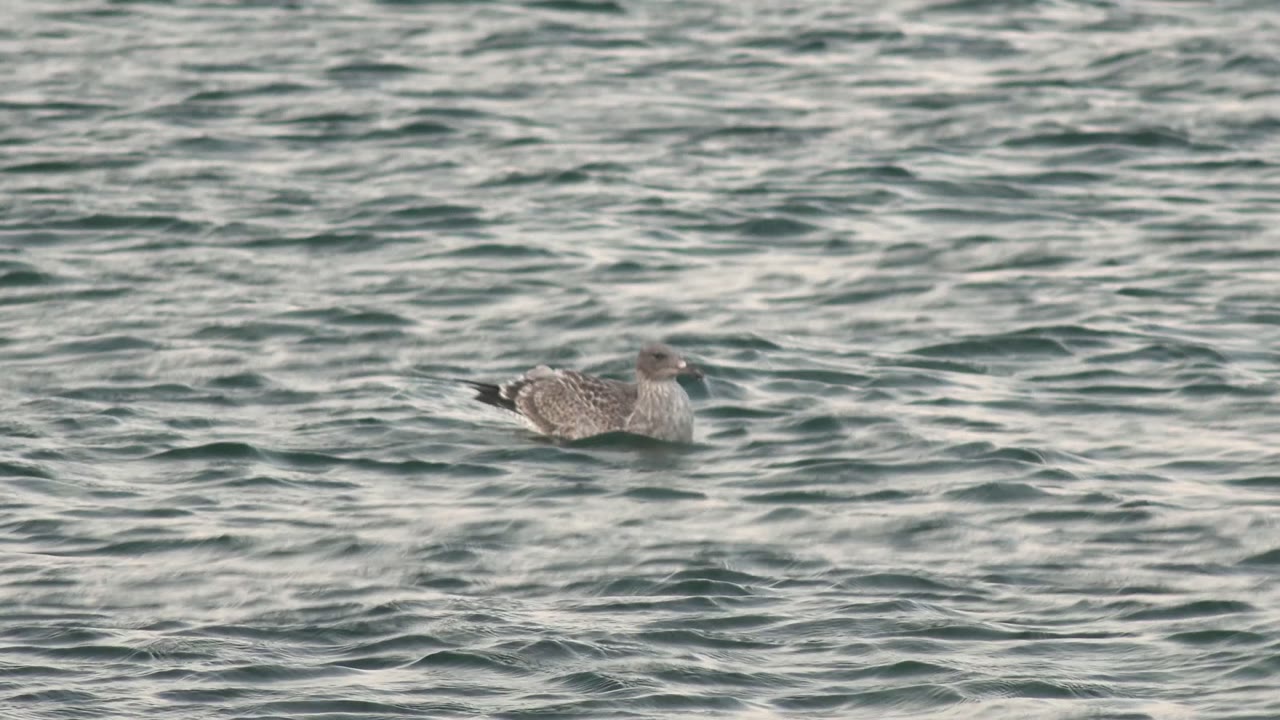 A gray seagull floats right of center on a choppy rippled sea surface in Bahia De Los Angeles, Mexico, with no land or visible people in view.