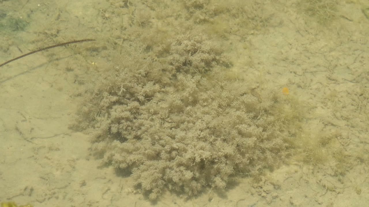 At 0:00 in Guerrero Negro, Baja California Sur, clear shallow water reveals a pale sandy bottom and a dense brown green seagrass patch, with no visible people.