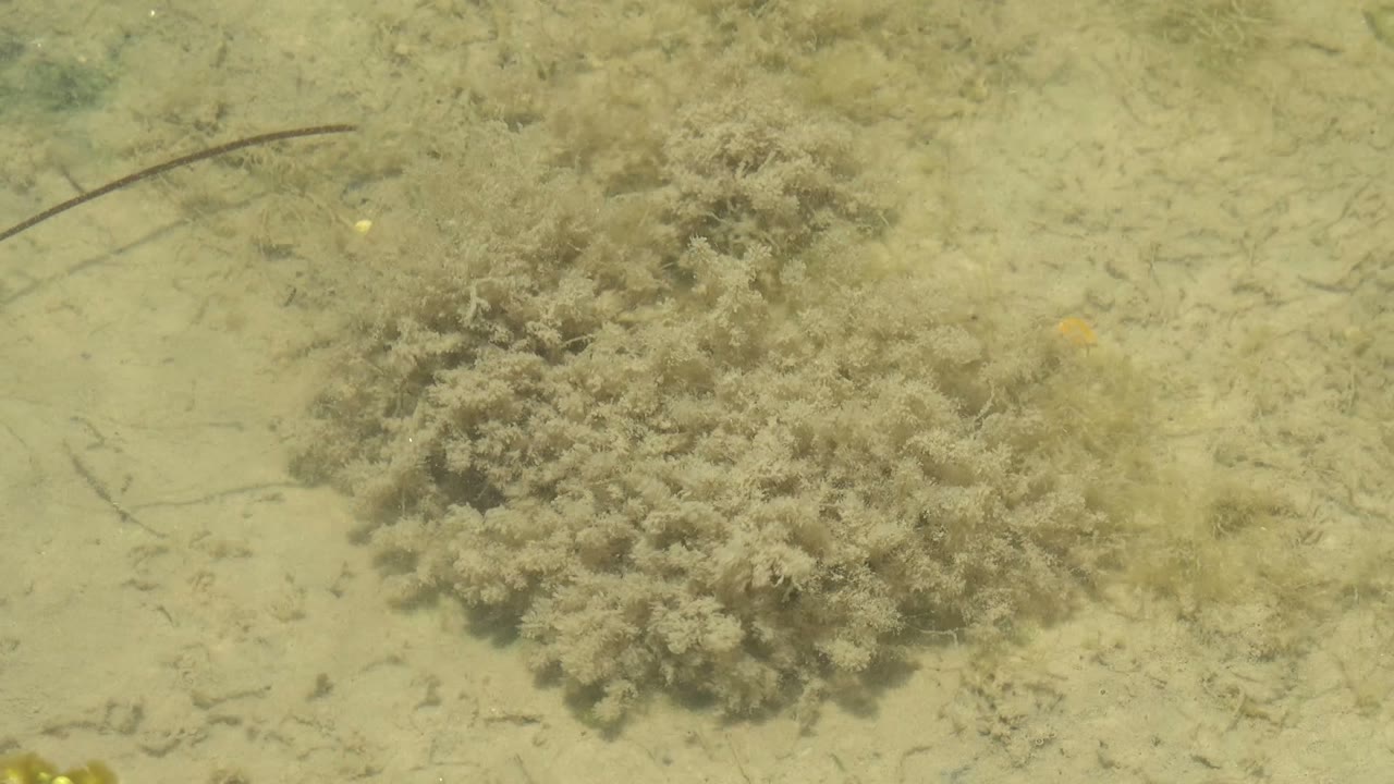 Seagrass cluster in shallow water with pale sand and scattered strands.