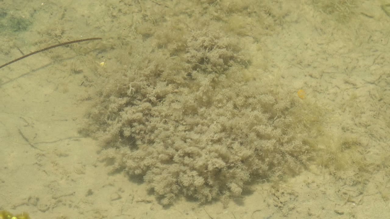 At 0:02 in Guerrero Negro, Baja California Sur, a curved dark strand crosses the upper left area above the seagrass bed on the sandy underwater substrate, with no visible people.