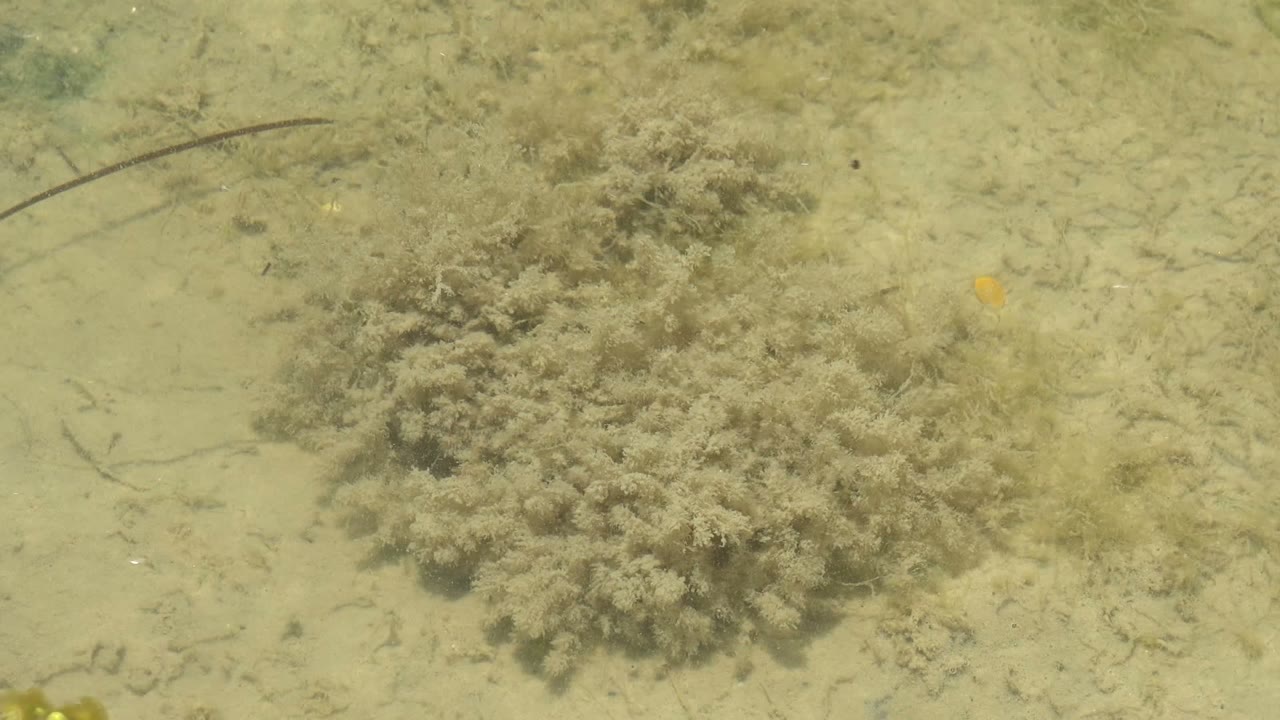 A brown-green seagrass cluster sits on a pale sandy seabed in shallow water at Guerrero Negro, Baja California Sur, with no visible people.