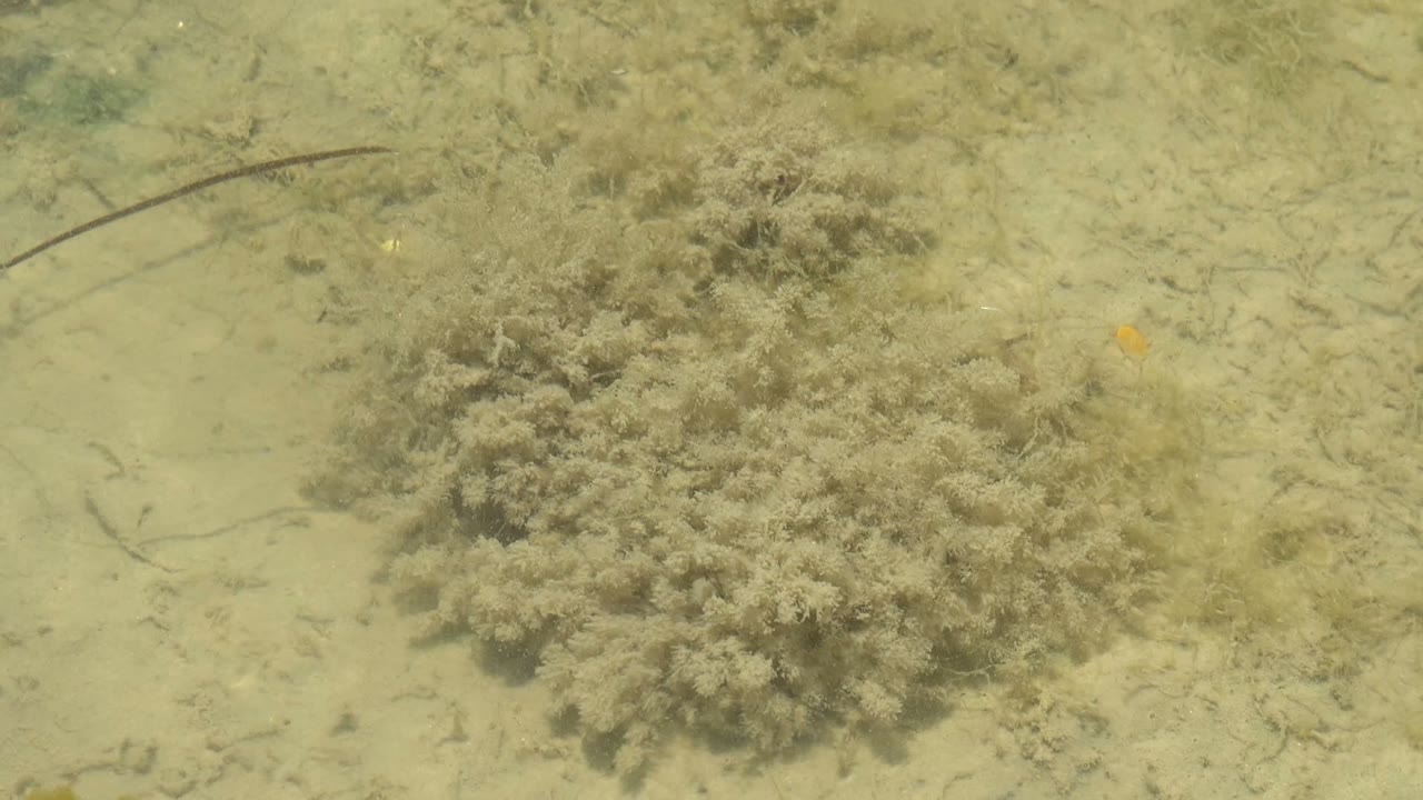 Underwater plant clump surrounded by pale sand.