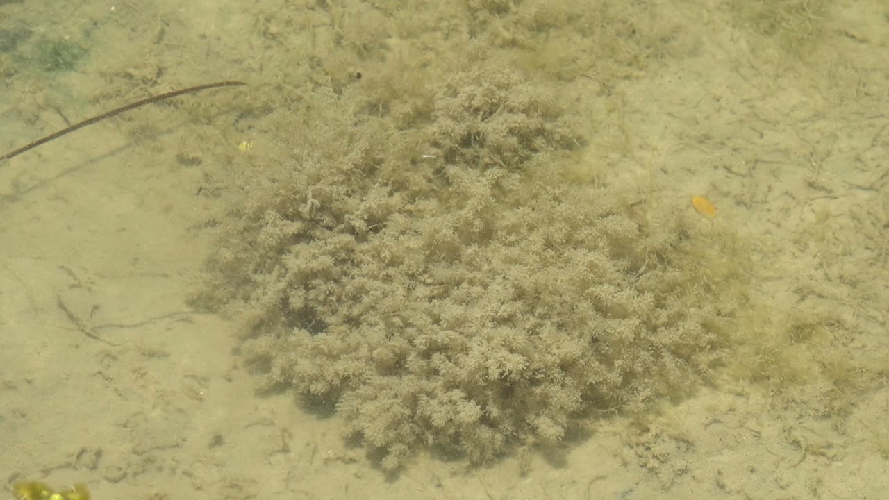 A low seagrass mass fills the lower center of the frame while scattered dark strands lie across the sandy Guerrero Negro seabed, with no visible people.