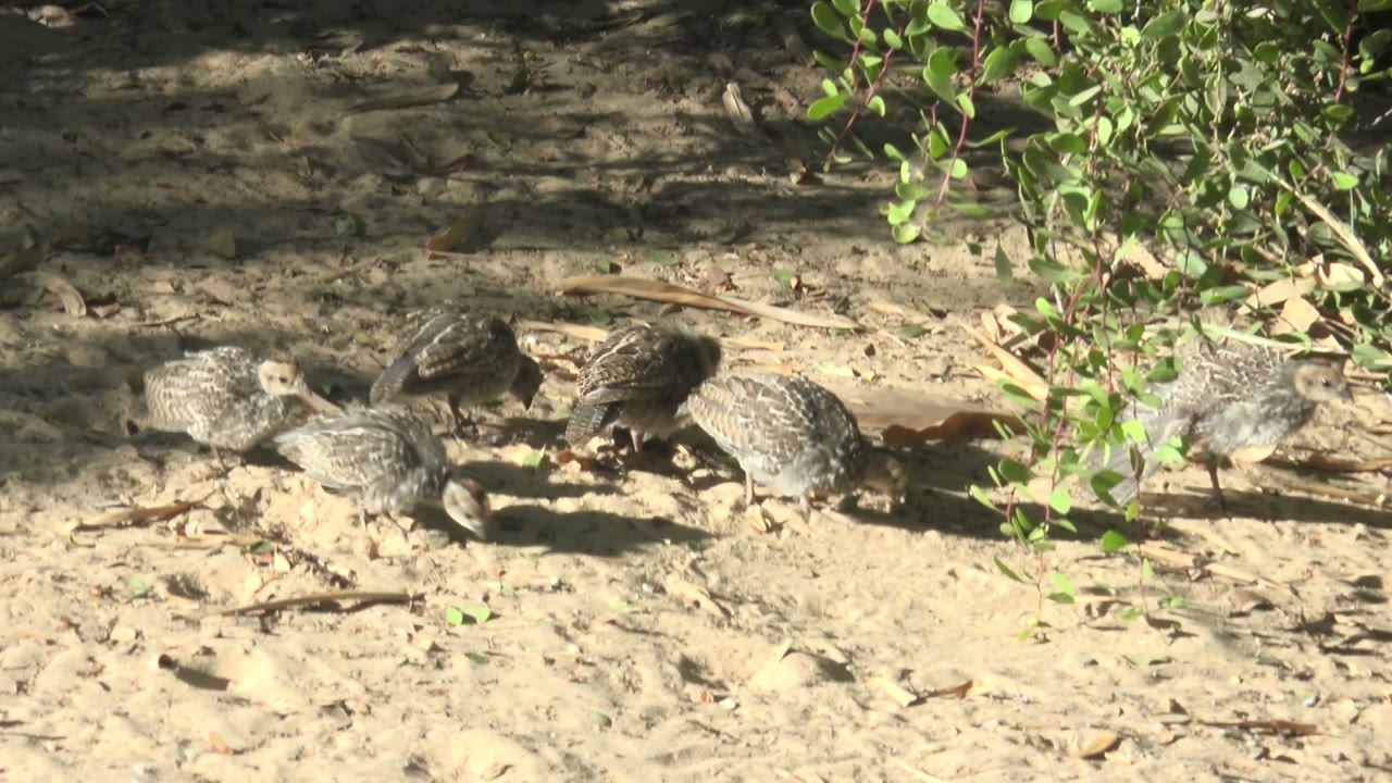 Several quail cross pale sandy ground under green shrub branches in San Carlos, Baja California Sur, with no visible people.