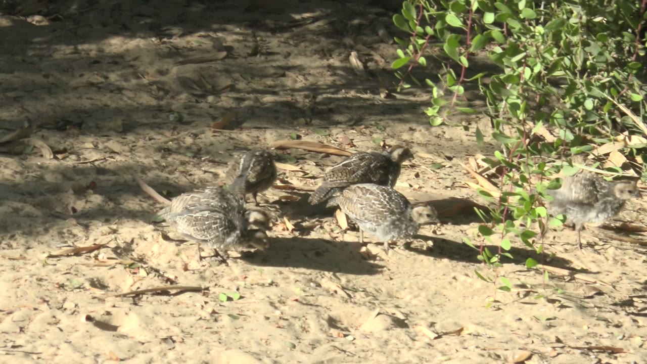 Quail pecking and walking on dry sand near low greenery.