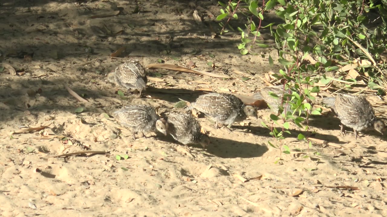 A small group of quail gathers beside a green bush on sandy ground in San Carlos, Baja California Sur, with no visible people.
