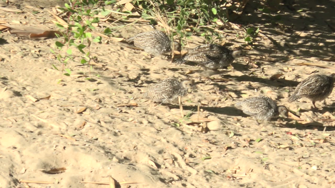 Small mottled quail chicks move across sandy ground with green plants and dry leaves in San Carlos, Baja California Sur, Mexico, with no visible people.