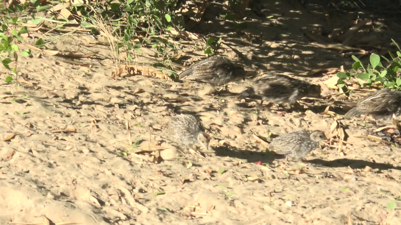 Quail chicks walking near low green plants on pale sand.