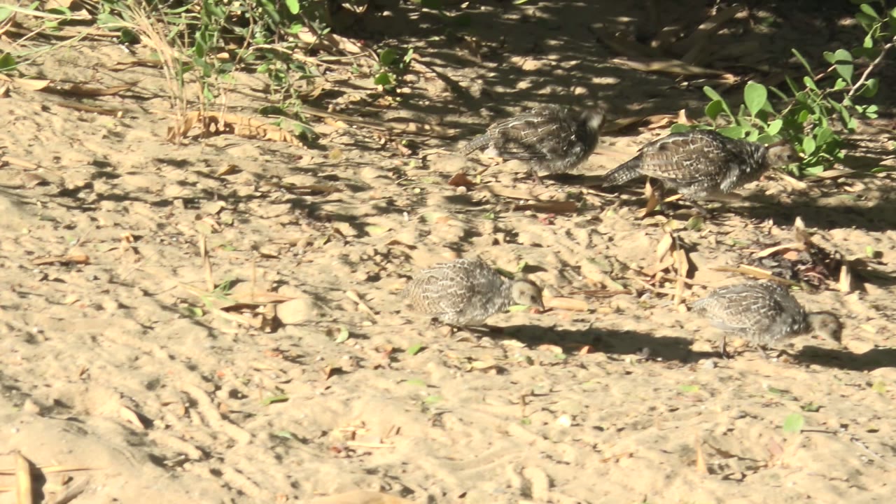 Several small quail chicks remain scattered across dry sandy soil with leaf litter and sparse plants in San Carlos, Baja California Sur, Mexico, with no visible people.