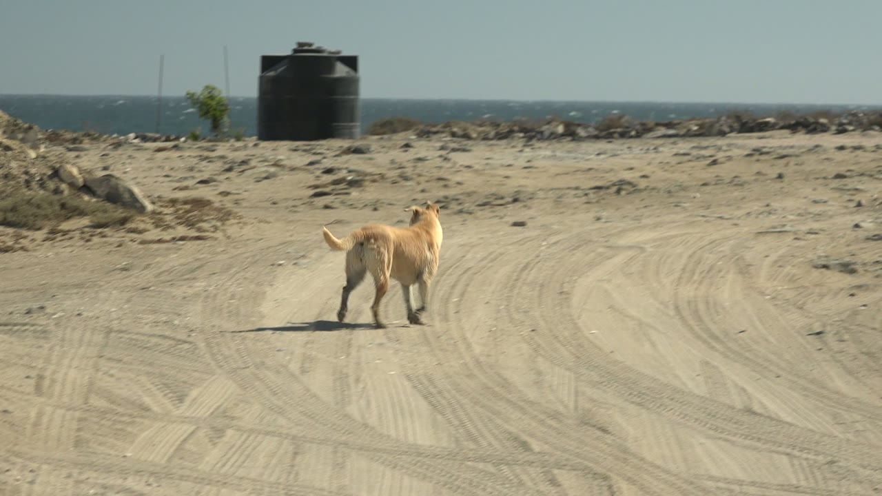 Tan dog runs across a sandy track in La Bocana, Baja California Sur, with the ocean, rocks, scrub, and two black water tanks in the distance, no visible people.