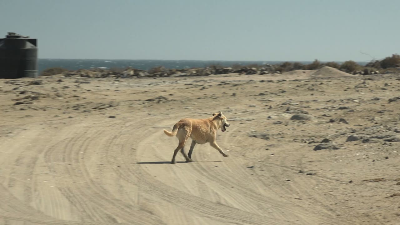 Tan dog running right across a sandy path near the ocean