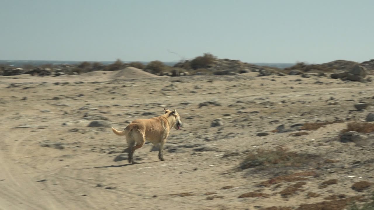 Tan dog continues rightward over sandy, rock-strewn ground in La Bocana, Baja California Sur, with scrub patches, a low ocean horizon, and no visible people.