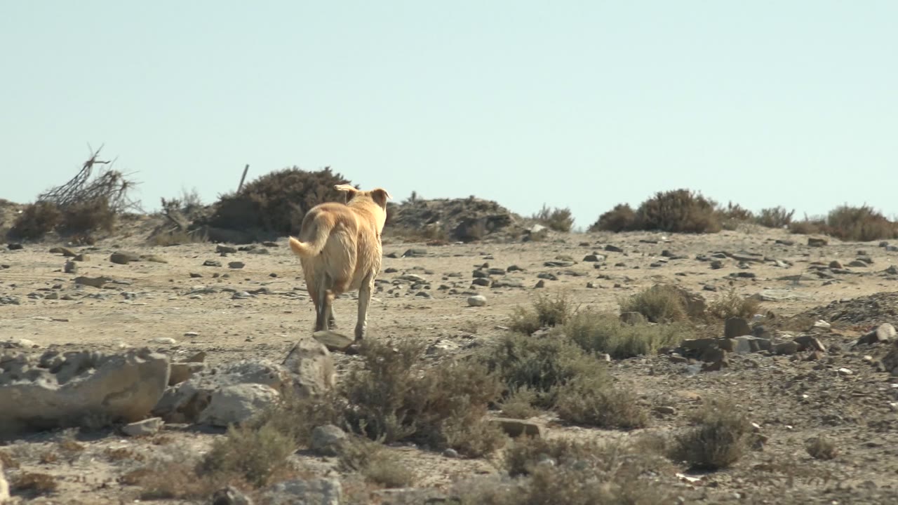 A light brown dog walks away over sandy, stone-strewn terrain in La Bocana, Baja California Sur, with low bushes on the horizon and no visible people.